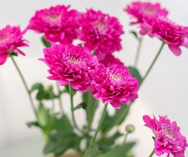 Sole Blu Two דירה